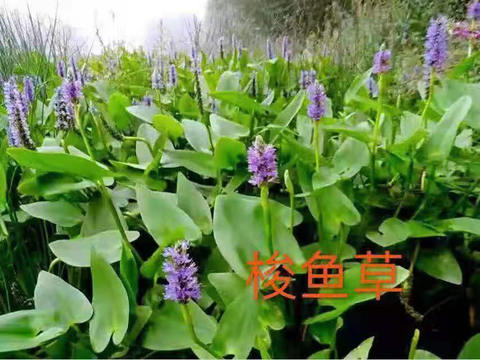 基地梭鱼草